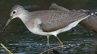 Solitary Sandpiper