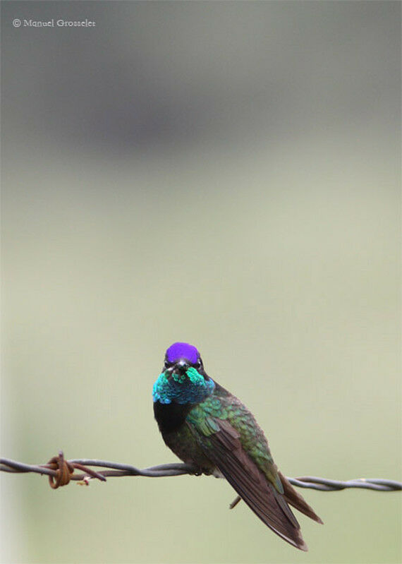 Colibri de Rivoli mâle adulte