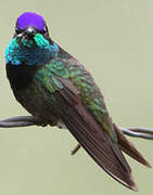 Rivoli's Hummingbird