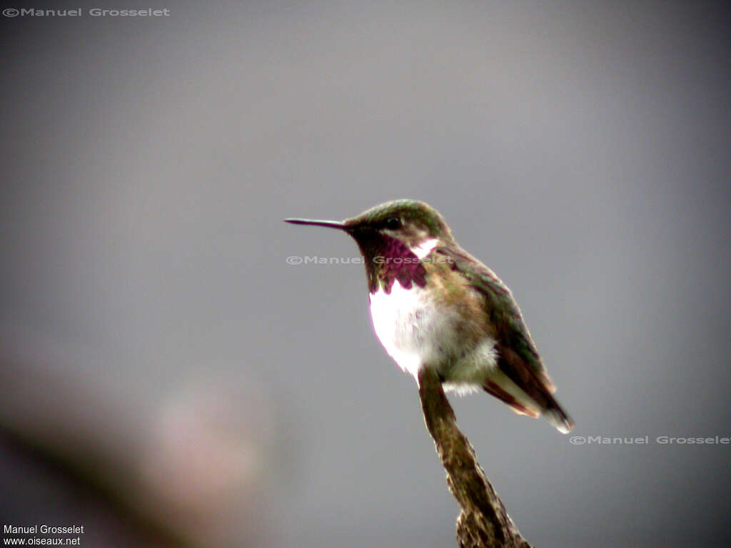 Colibri héloïse mâle adulte nuptial