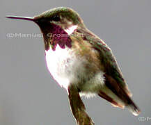 Colibri héloïse