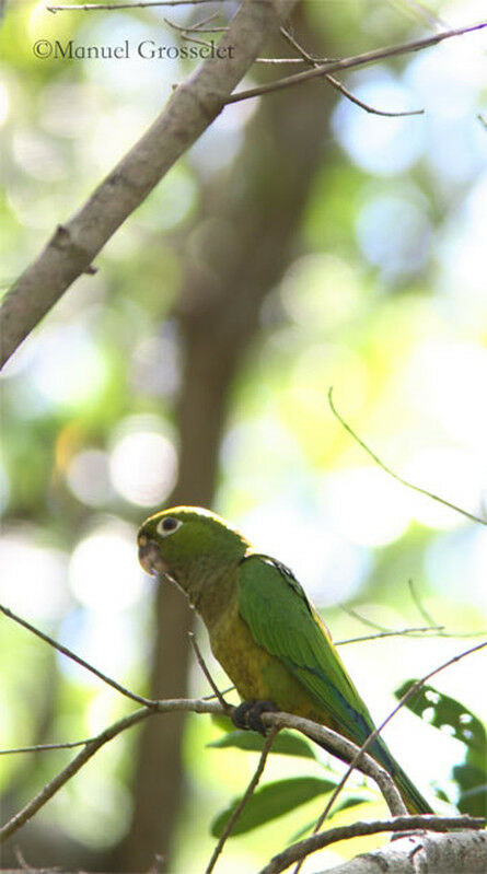 Conure naine