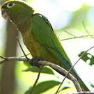 Conure naine