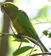 Olive-throated Parakeet