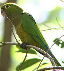 Conure naine