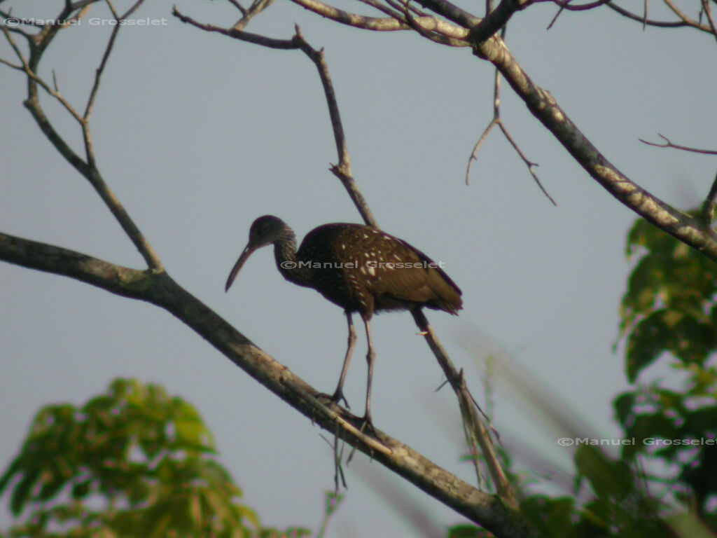 Limpkin