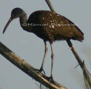 Limpkin