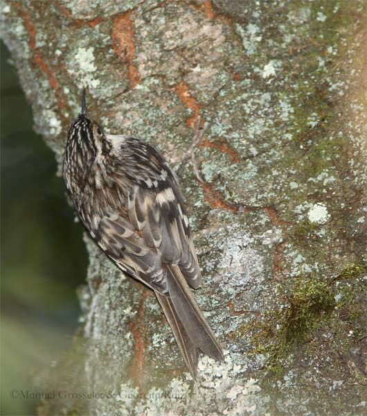 Brown Creeper