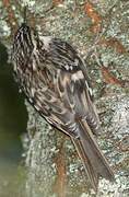 Brown Creeper