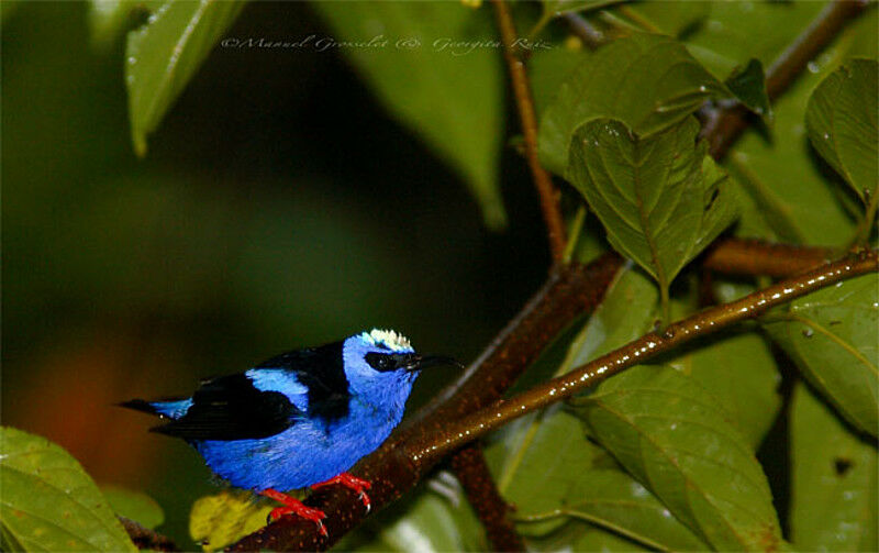 Red-legged Honeycreeper male adult