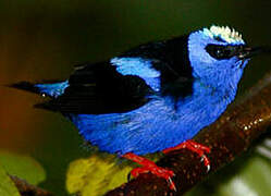 Red-legged Honeycreeper