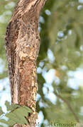 Northern Potoo