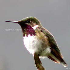 Colibri héloïse