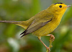 Wilson's Warbler