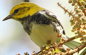 Black-throated Green Warbler