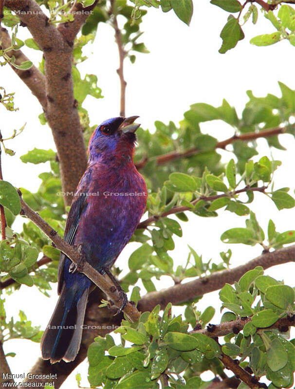 Passerin varié mâle adulte, habitat, pigmentation, chant