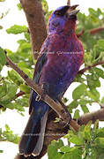 Varied Bunting