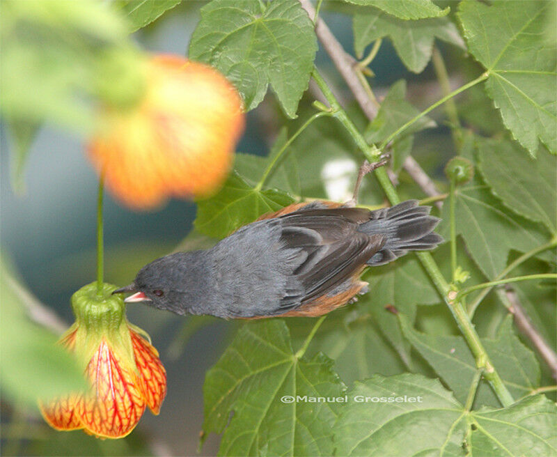 Cinnamon-bellied Flowerpiercer male adult