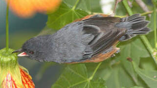 Cinnamon-bellied Flowerpiercer