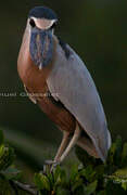 Boat-billed Heron