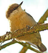 Pygmy Nuthatch