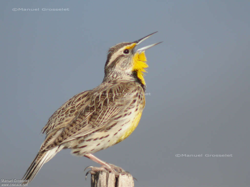 Eastern Meadowlarkadult, pigmentation