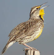 Eastern Meadowlark