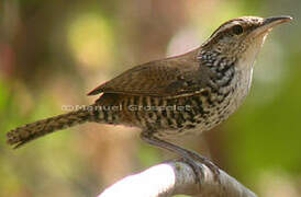 Banded Wren