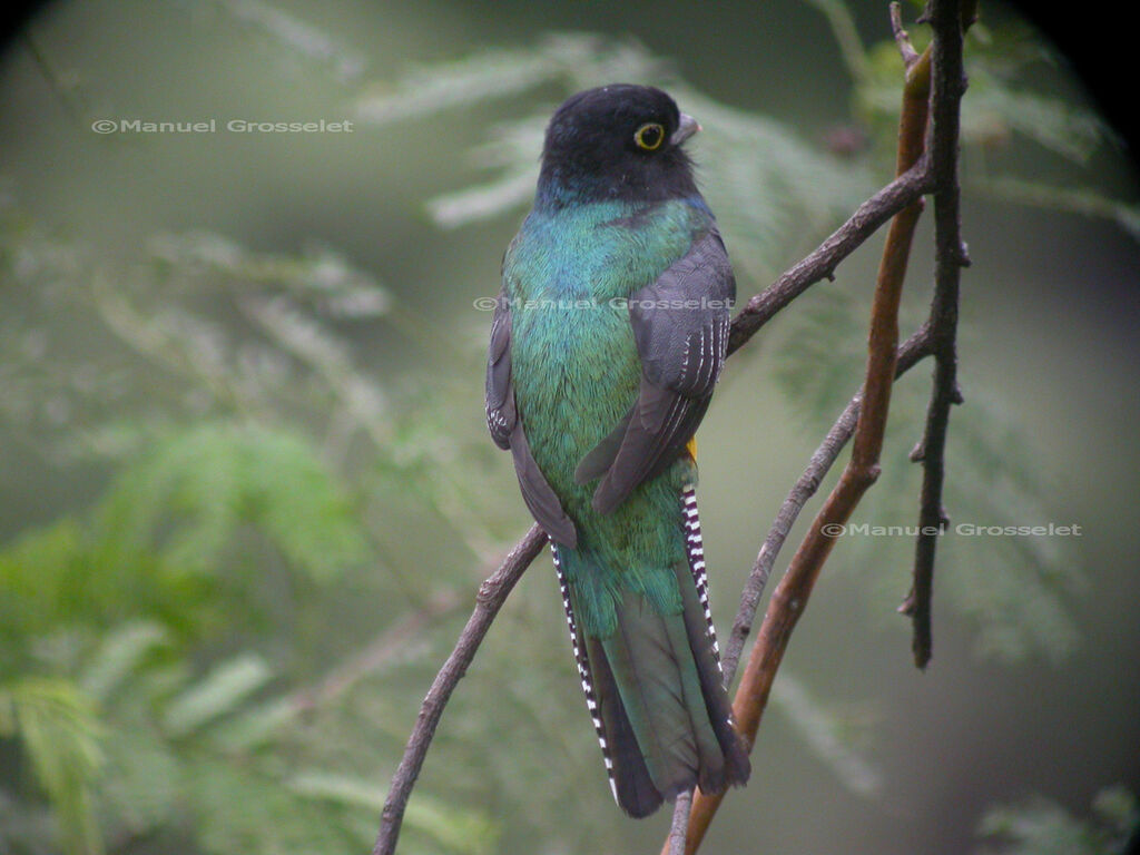 Trogon violacé mâle