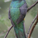 Trogon violacé