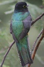 Trogon violacé