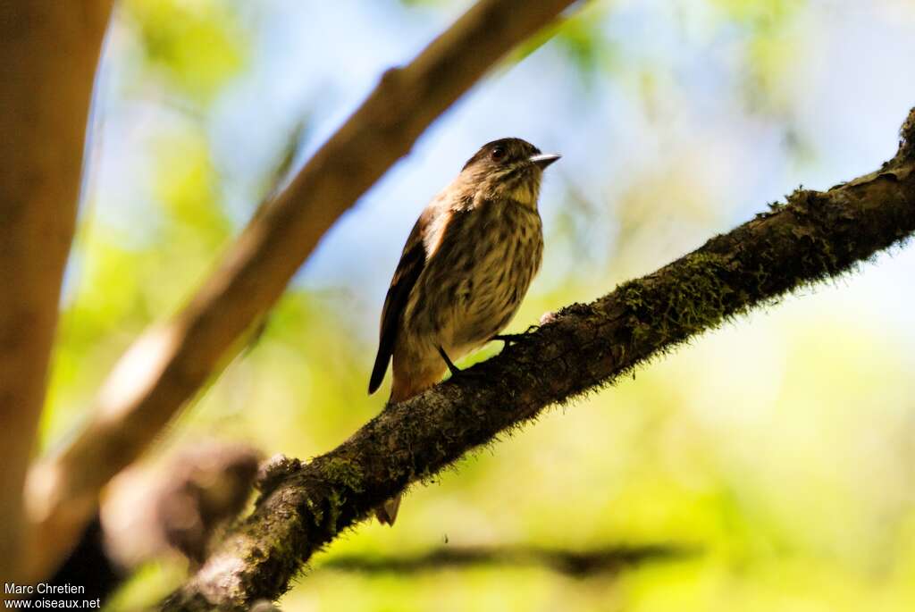 Blue-billed Black Tyrant female adult