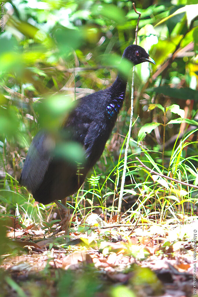 Grey-winged Trumpeter