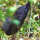 Agami trompette