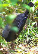 Grey-winged Trumpeter