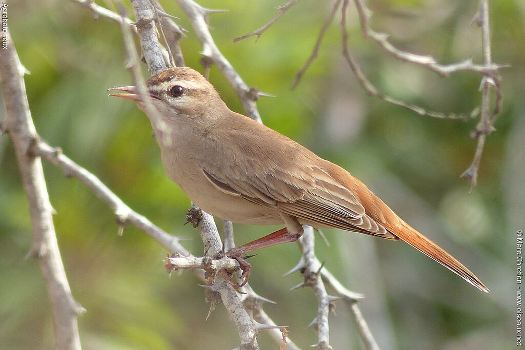 Rufous-tailed Scrub Robin