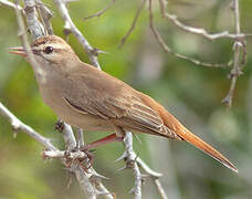 Rufous-tailed Scrub Robin