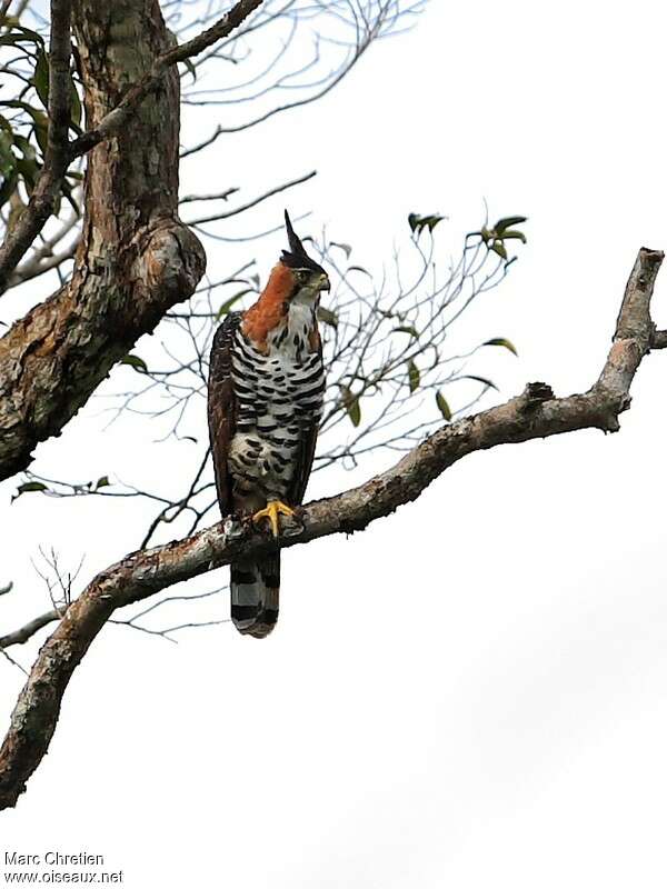 Ornate Hawk-Eagleadult, identification