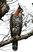 Ornate Hawk-Eagle