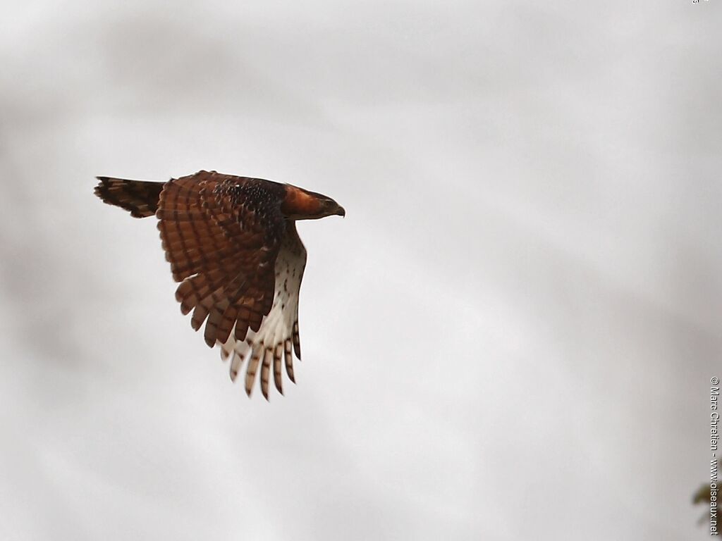 Ornate Hawk-Eagle