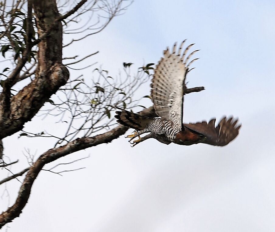 Aigle orné