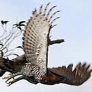Aigle orné
