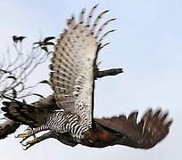 Ornate Hawk-Eagle