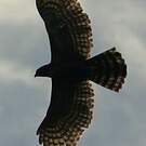 Aigle tyran
