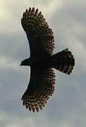 Black Hawk-Eagle