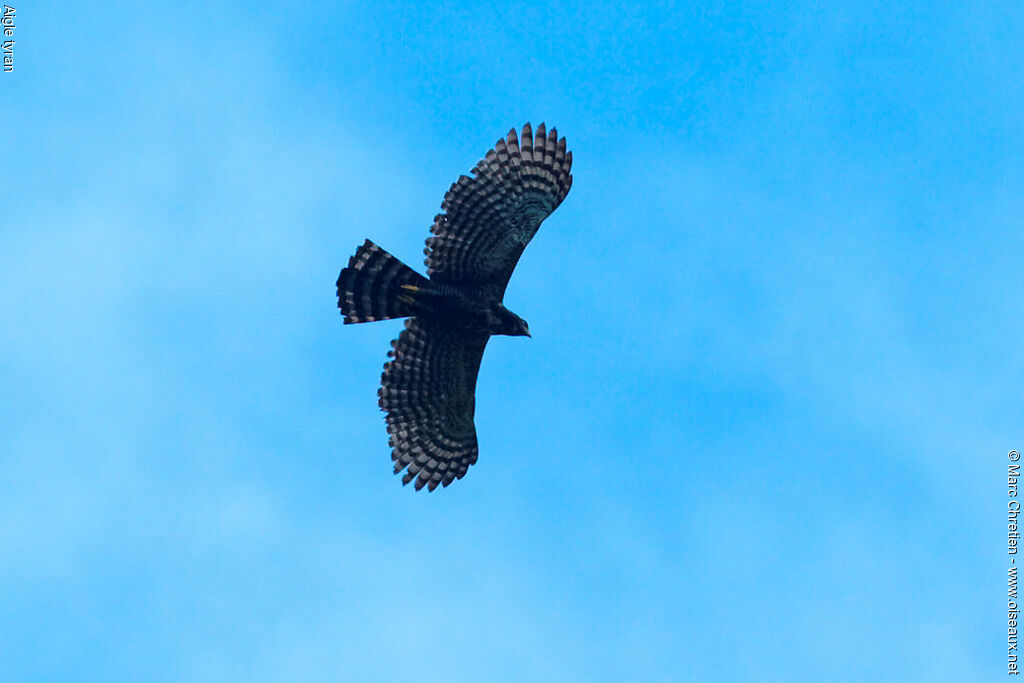 Black Hawk-Eagle