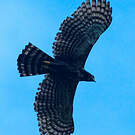 Aigle tyran