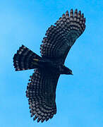 Black Hawk-Eagle