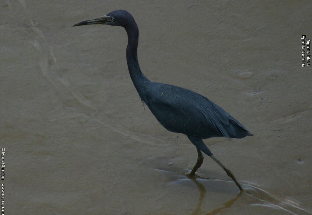 Aigrette bleue mâle adulte