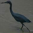 Aigrette bleue